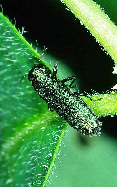 Coleopterologe.de Buprestidae Prachtkäfer
